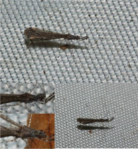 Empicoris rubromaculatus